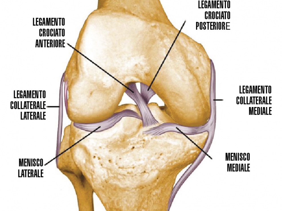Крестовидная коленная связка. Задняя крестообразная связка коленного сустава анатомия. Разрыв связок ПКС коленного сустава. Поперечная связка коленного сустава анатомия. Анатомия внутренней боковой связки коленного сустава.